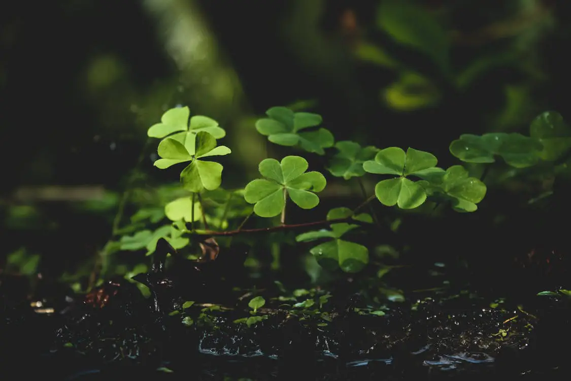 Four-leaf clover miracles manifest