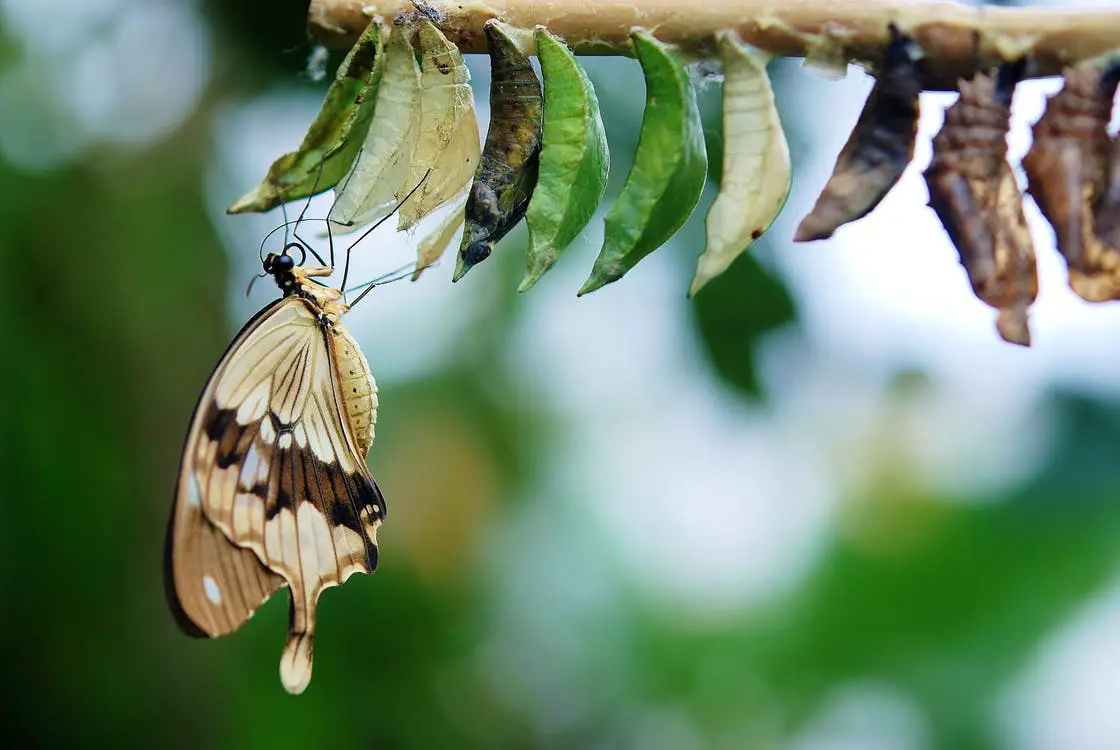 take responsibility for the butterfly