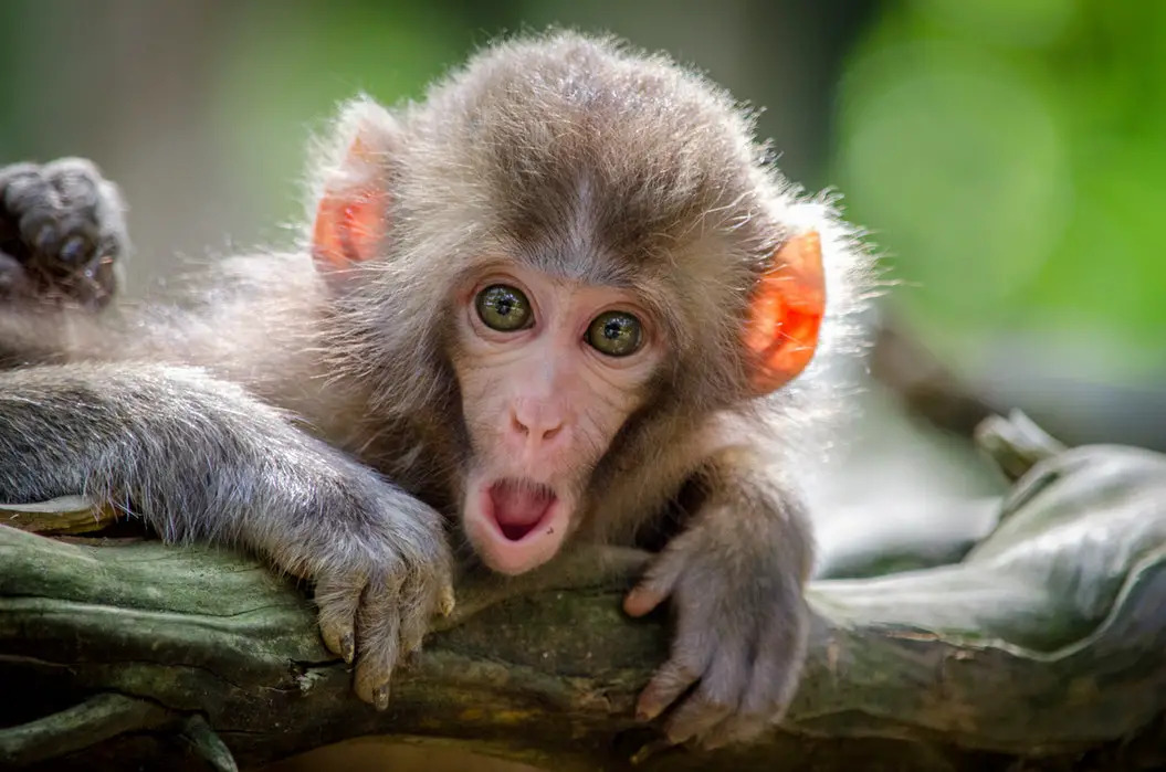 Calming The Monkey Mind With Meditation: How? [Explained]